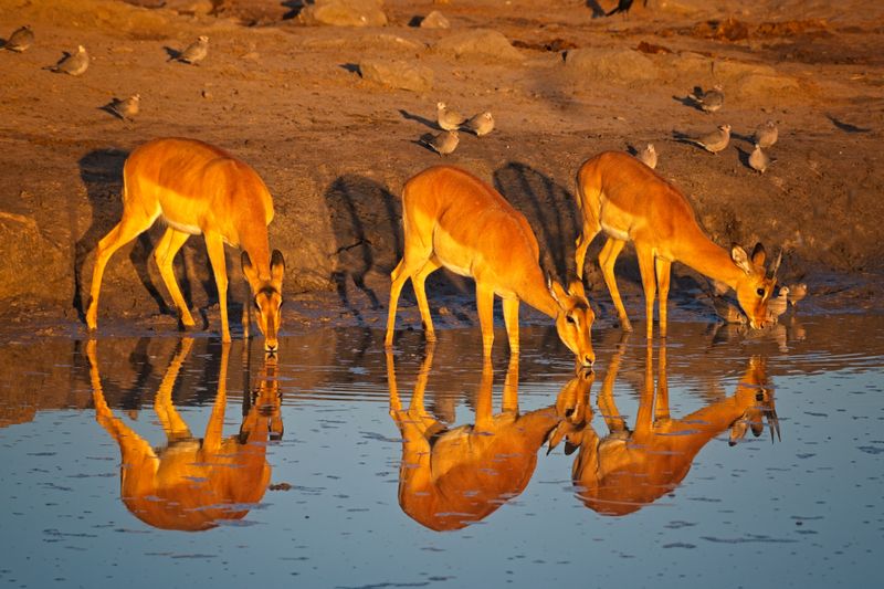 082524 Impalas at watering hole 2 4.jpg