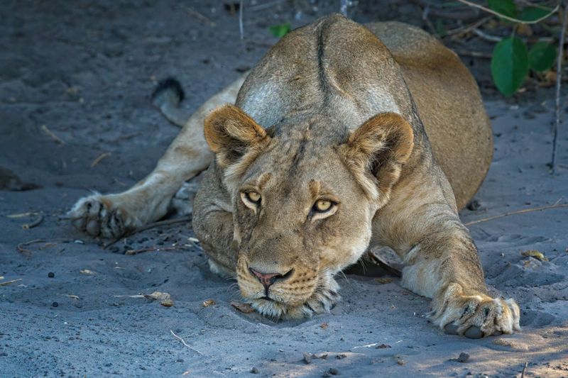 082524 Lioness 2 10 1.jpg