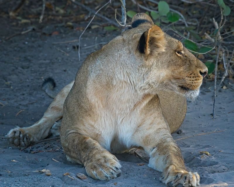 082524 Lioness 2 12.jpg