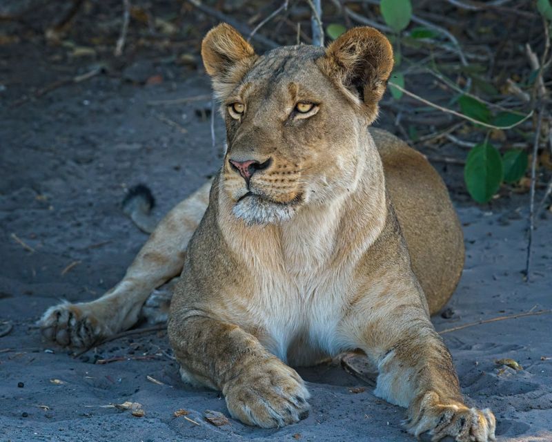 082524 Lioness 2 13.jpg