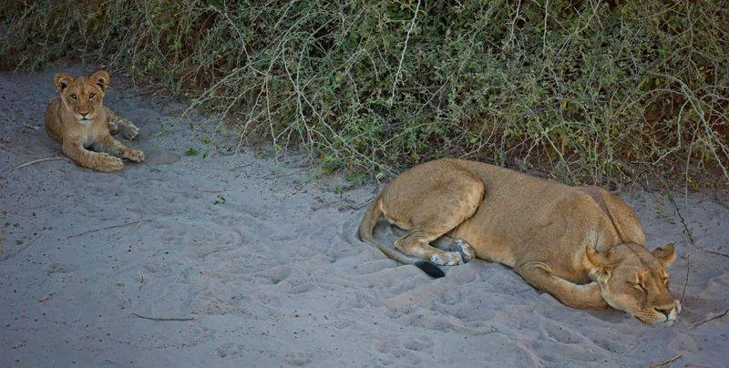 082524 Lioness and cub 18 1.jpg
