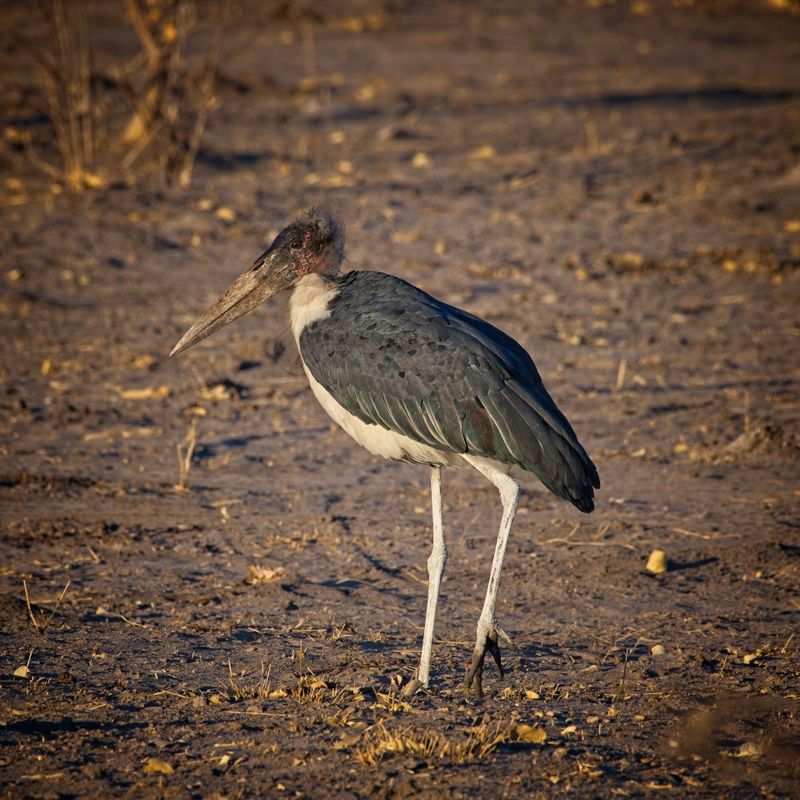 082524 Marabou stork 2 7.jpg