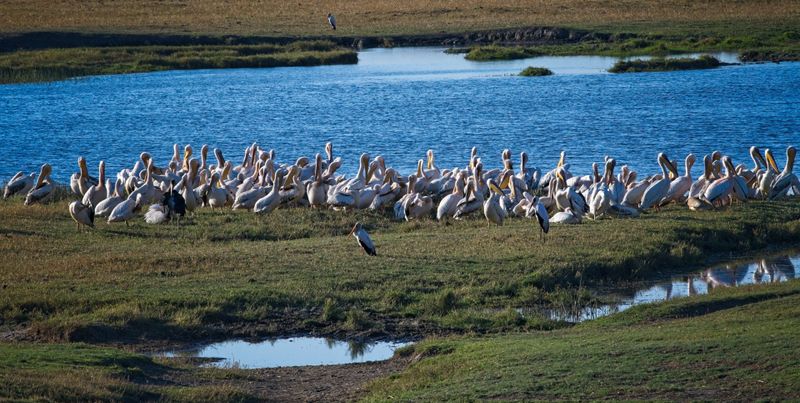 082524 Pink Pelican group 2.jpg