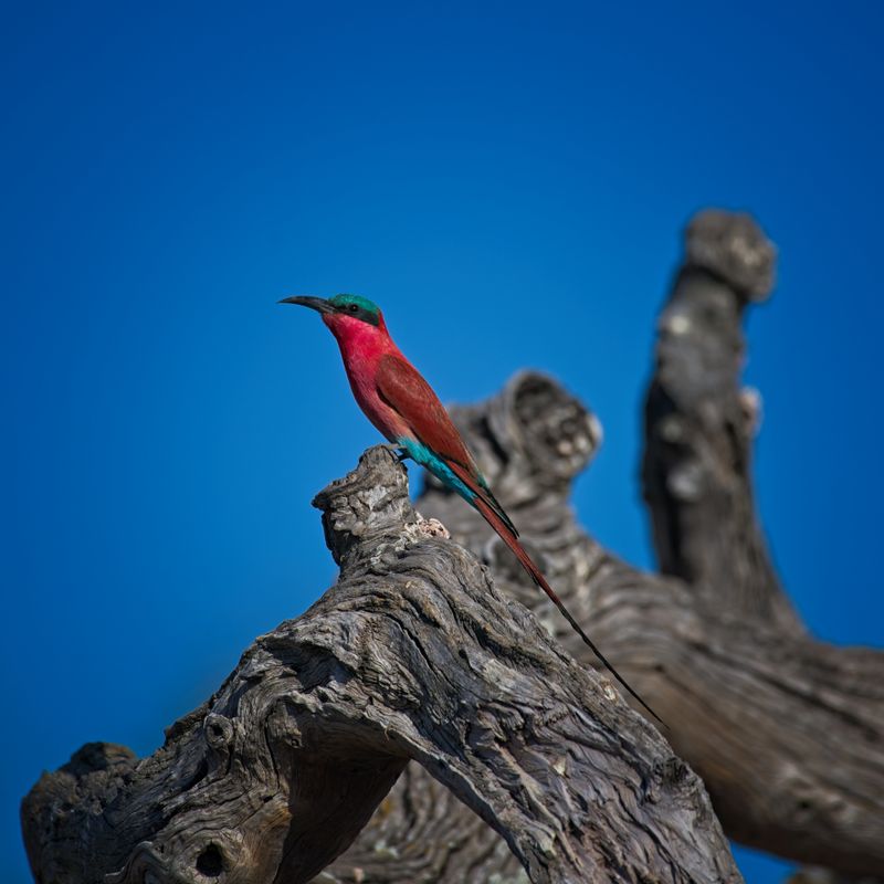 082524 Southern Carmine Bee-eater 3.jpg