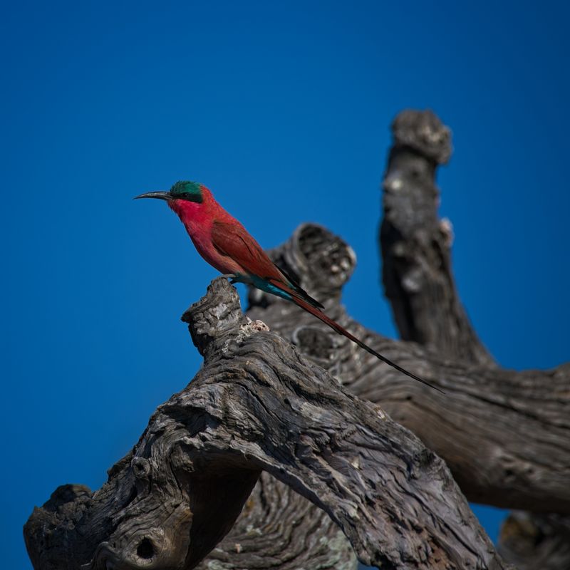 082524 Southern Carmine Bee-eater 6.jpg