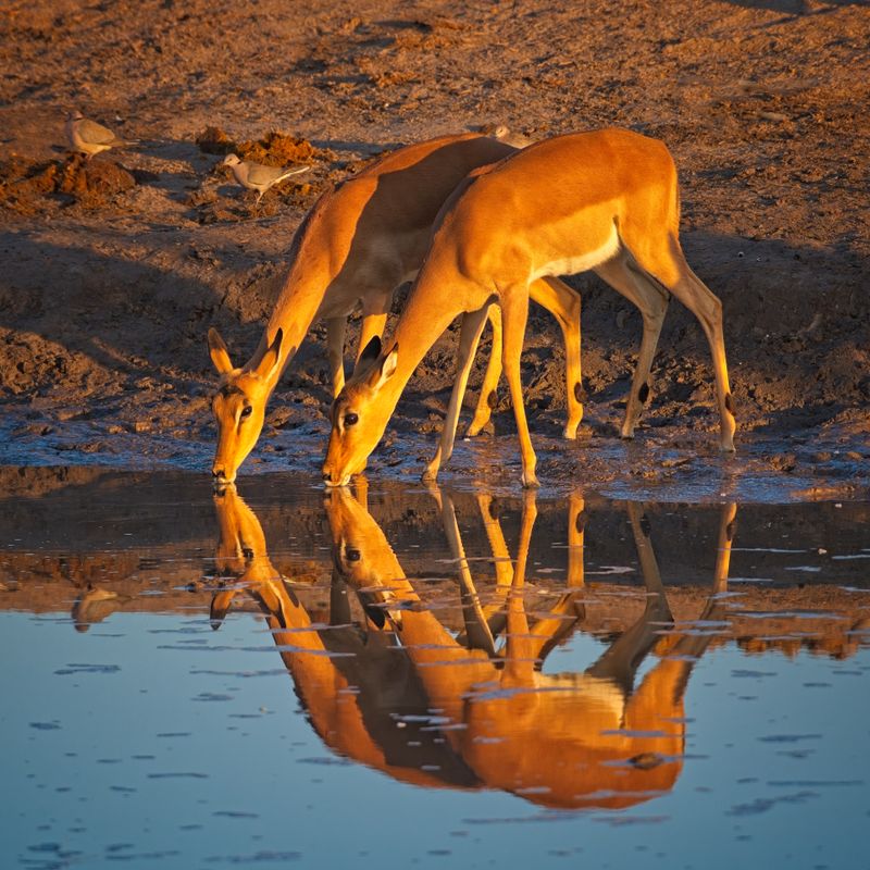 082524 Impalas at a watering hole at dawn