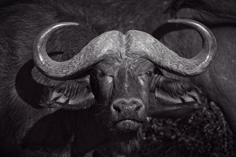 082524 Cape Buffalo head portrait B&W 4 1.jpg