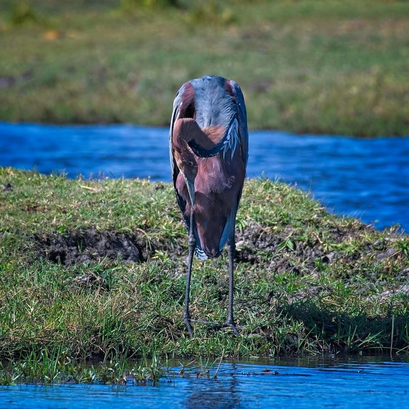 082624 Goliatth Heron 3.jpg