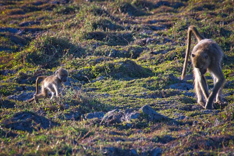 082624 Baboons 12.jpg