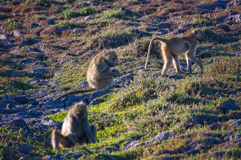 082624 Baboons 2.jpg