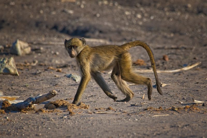 082624 Baboons 23.jpg