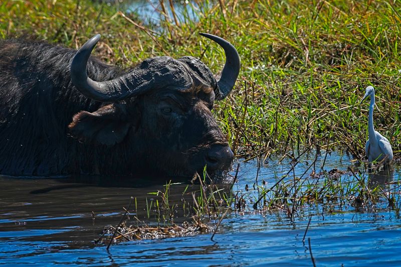 082624 Cape Buffalo in the Chobe 6.jpg