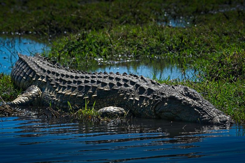 082624 Nile Crocodile in the Chobe 7.jpg