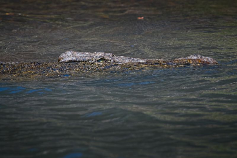 082624 Crocodile 4.jpg