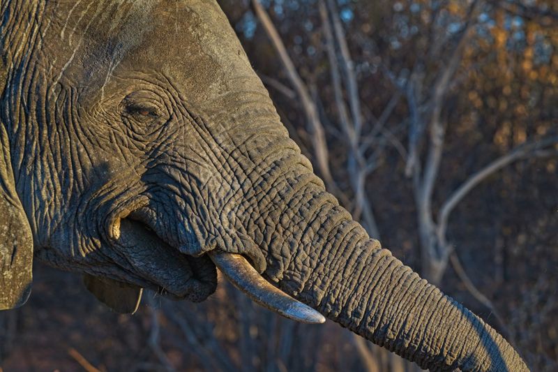 082624 Elephant head detail 2 5 1.jpg