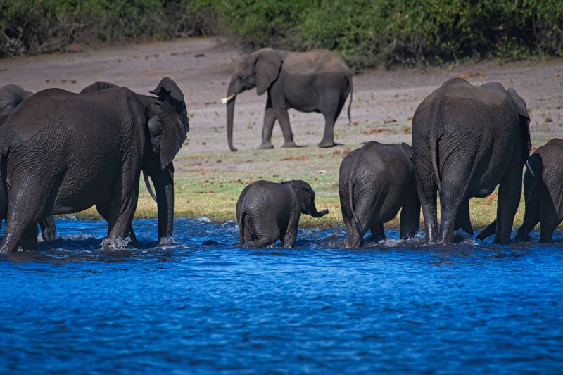 082624 Elephant river crossing 26.jpg
