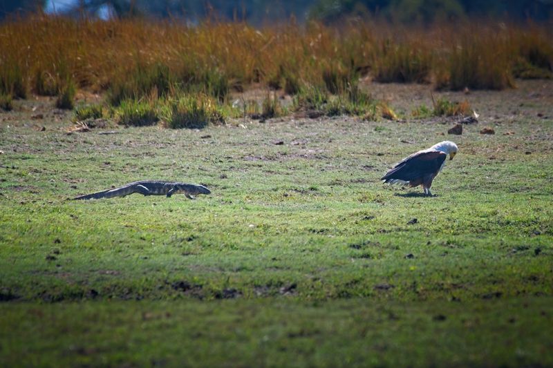 082624 Fish Eagle and water monitor 2.jpg