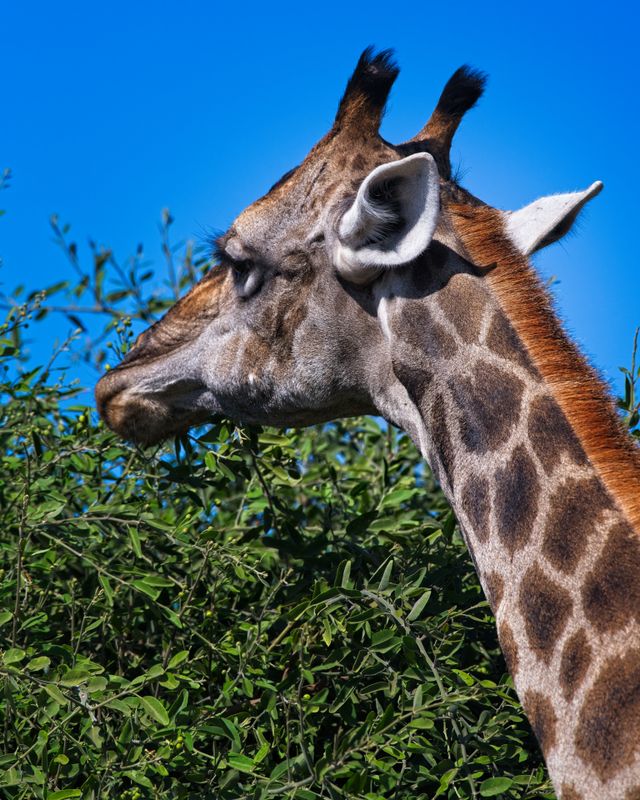 082624 Giraffe head detail 4.jpg