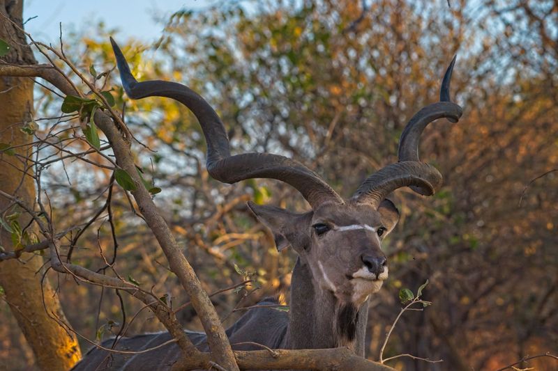 082624 Greater Kudu head detail 13.jpg