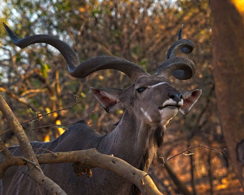 082624 Greater Kudu head detail 17 1.jpg