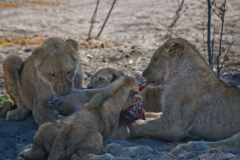 082624 Lionesses and cubs eating an impala 2 1.jpg