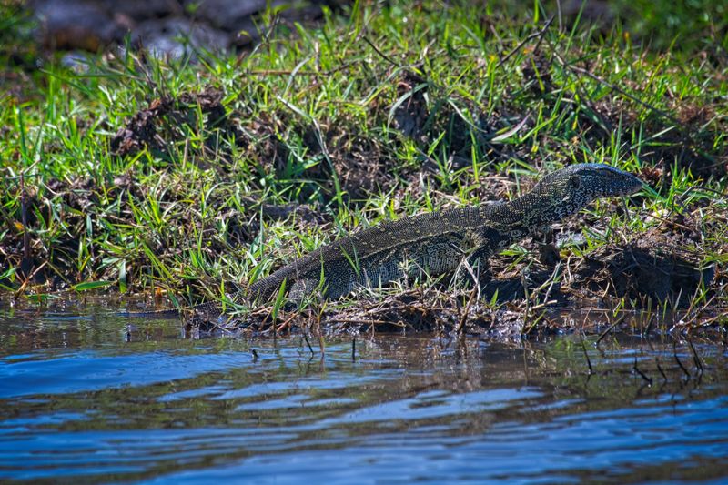 082624 Monitor Lizard 9 2.jpg