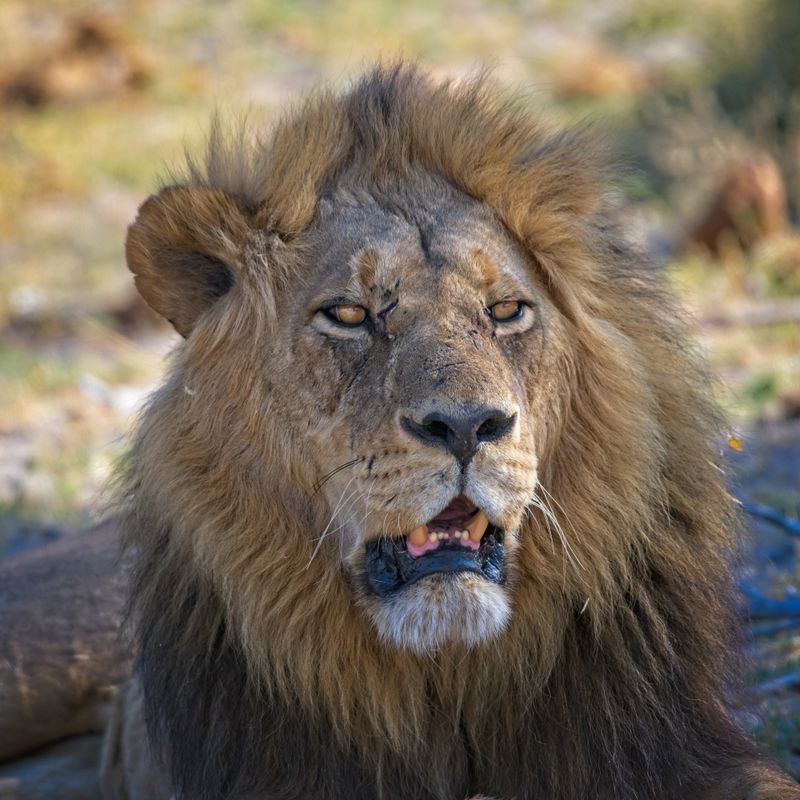 081524 Lion 2 18.jpg