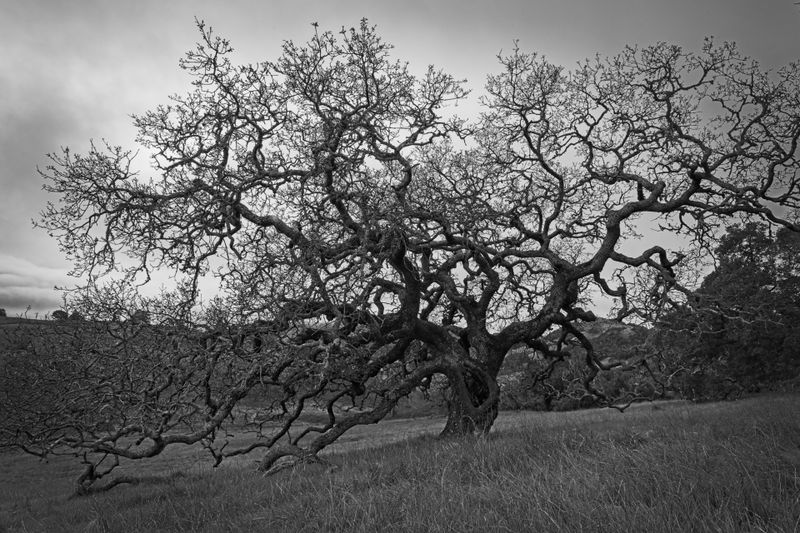 _DSC3209 copy.jpg