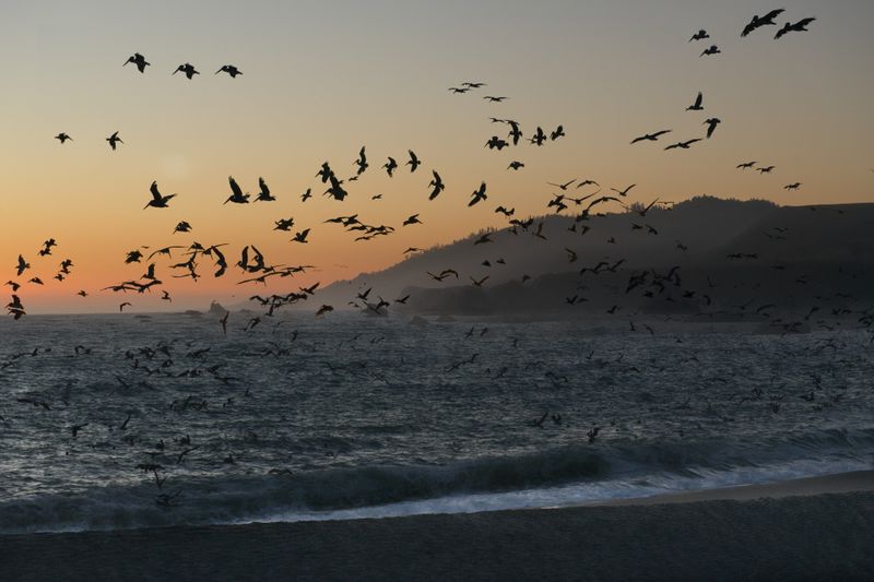 Brown Pelican and Caspian Tern feeding frenzy at dusk, mouth of the Russian River.jpg