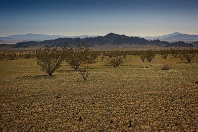 Mojave Desert Cowhole Mtns  2023 - 0006_Focus.jpg