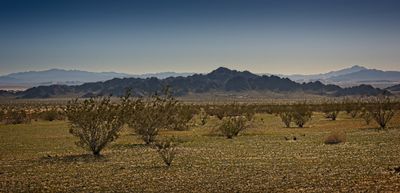 Mojave Desert Cowhole Mtns 2023 - 0006_Focus.jpg