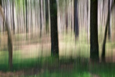 Georgia woods  1.jpg