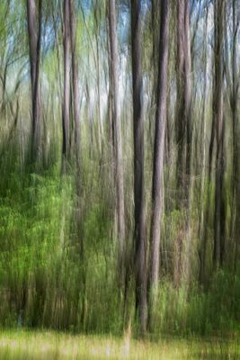 Georgia woods2 1.jpg