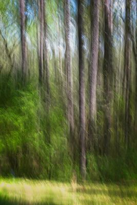 Georgia woods3.jpg