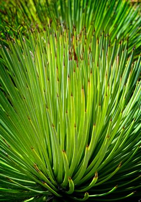 Georgia woods7.jpg