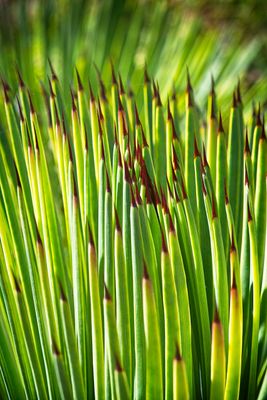 UC Botanical gardens (3).jpg
