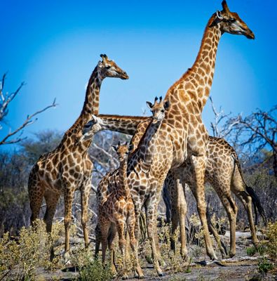 081524 Giraffes 20.jpg