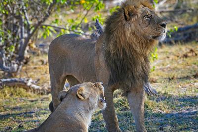 081524 Lion 2 39.jpg