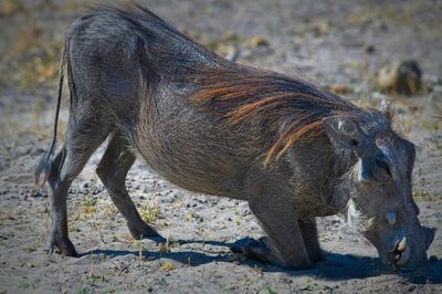 081524 Warthog 12.jpg