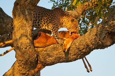 081624 Leopard 3 33.jpg