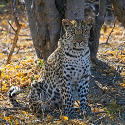 081624 Leopard 70.jpg