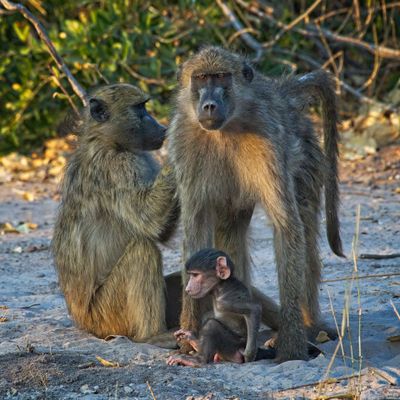 Baboon family 2.jpg