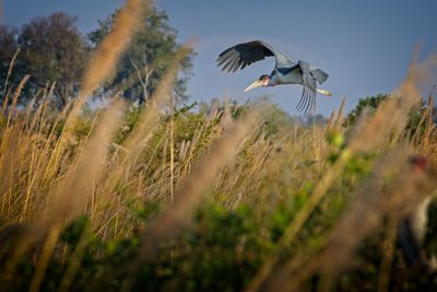 081824 Marabou Stork 36.jpg