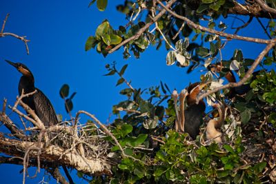 082024 African Darter and chicks at Jerelere Island 17.jpg