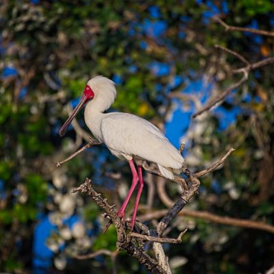 082024 Spoonbill at Jerelere Island 11.jpg