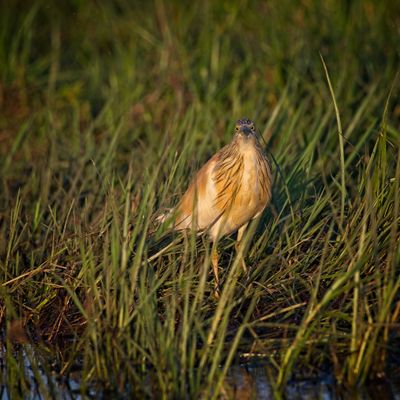 082024 Squacco Heron 3 4.jpg