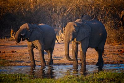 082224 Elephant 3  17.jpg