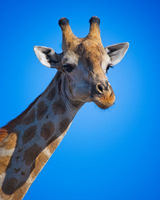 082524 Giraffe head  2.jpg