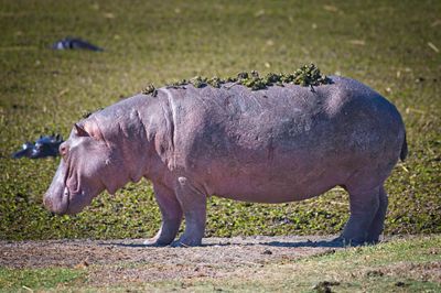 082524 Hippos 15.jpg