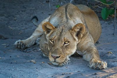 082524 Lioness 2  10 1.jpg